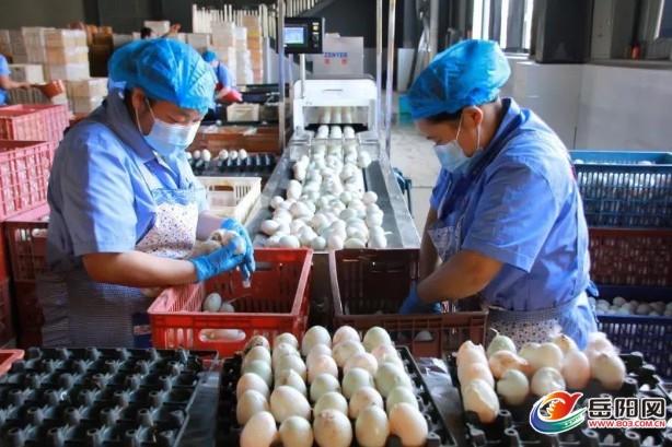 小型咸鸭蛋加工厂投资