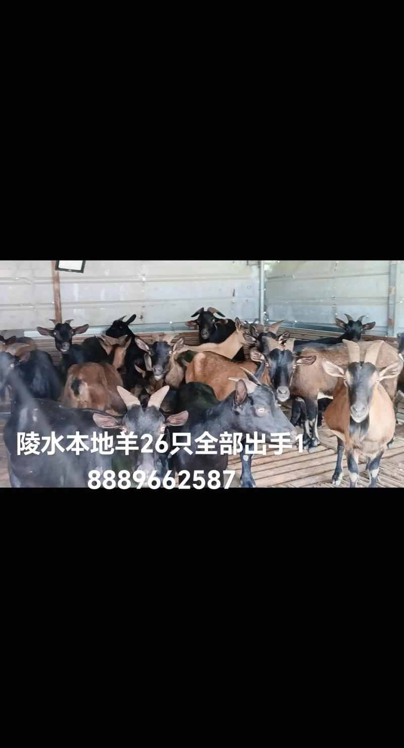 农村养殖创业