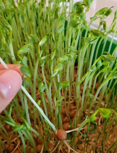 种植芽苗菜投资与利润