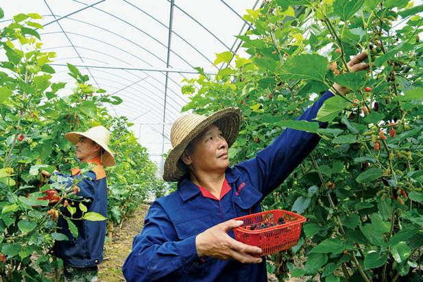 2亩大棚桑葚投资多少钱