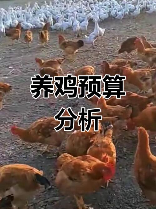 养鸡场投资预算