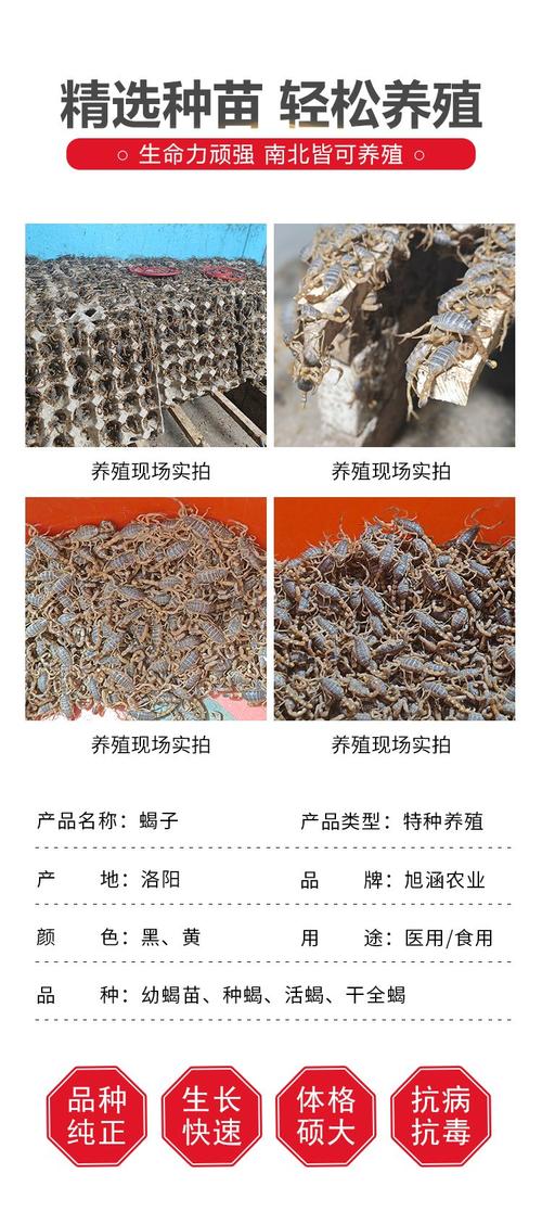 养殖蝎子大概投资多少