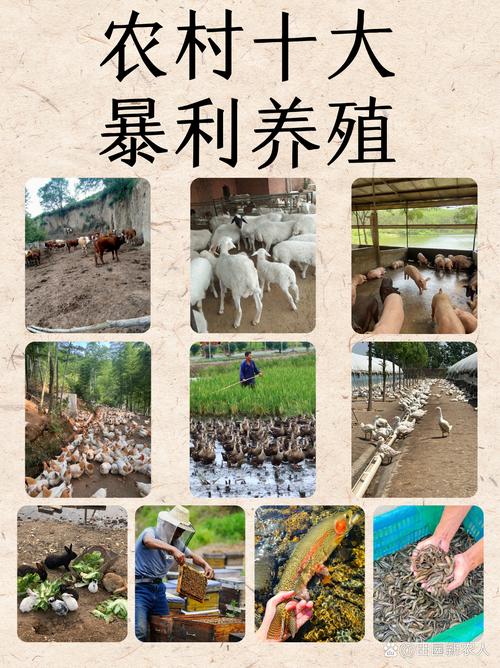 养殖投资小利润高